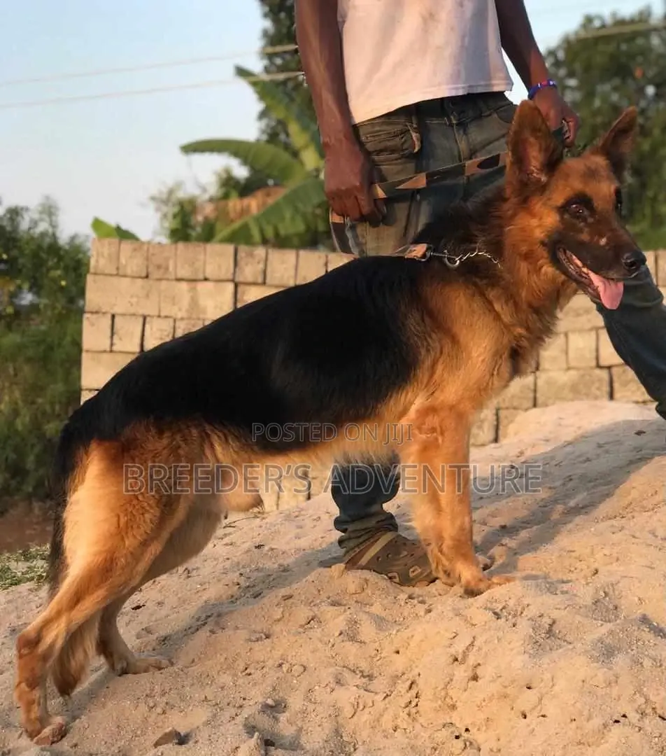 6-12 months Male Purebred German Shepherd