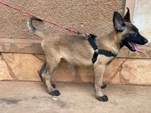 1-3 months Male Purebred Belgian Malinois