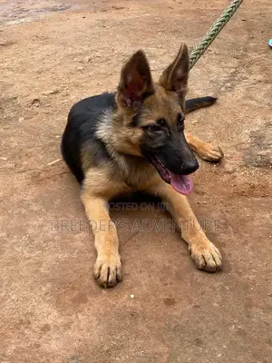 3-6 months Male Purebred German Shepherd