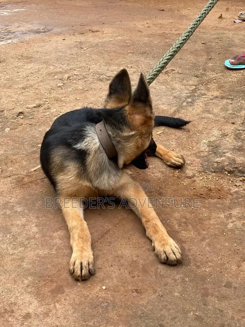 3-6 months Male Purebred German Shepherd