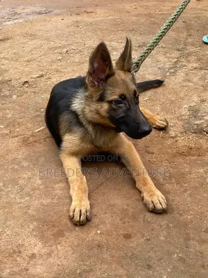 3-6 months Male Purebred German Shepherd