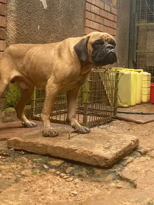 1+ year Male Purebred Boerboel