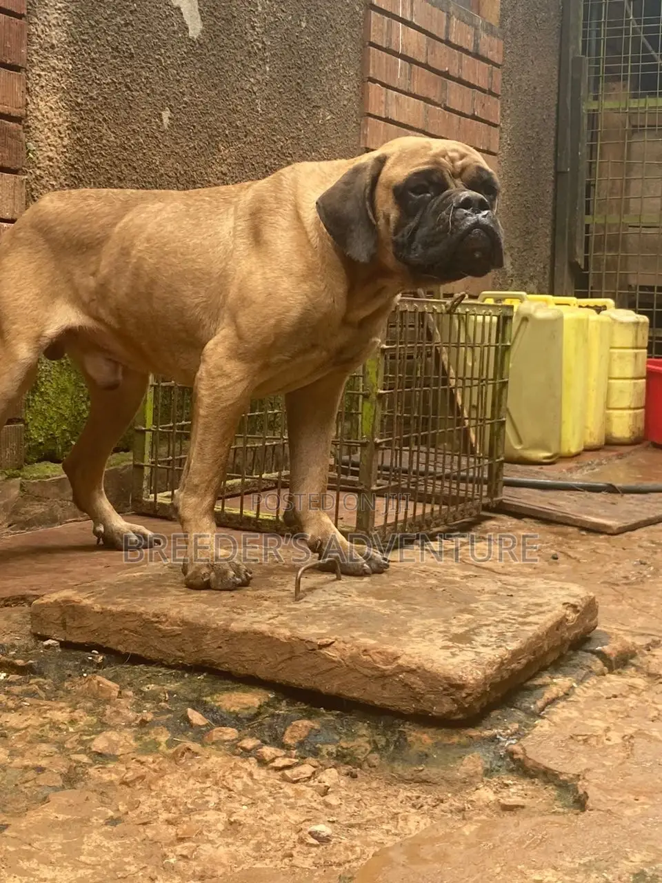 1+ year Male Purebred Boerboel