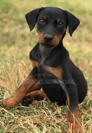 1-3 months Male Purebred Doberman Pinscher
