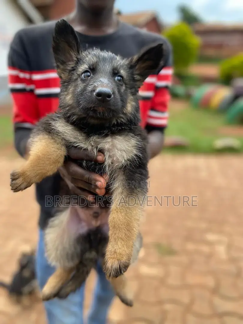1-3 months Male Purebred German Shepherd