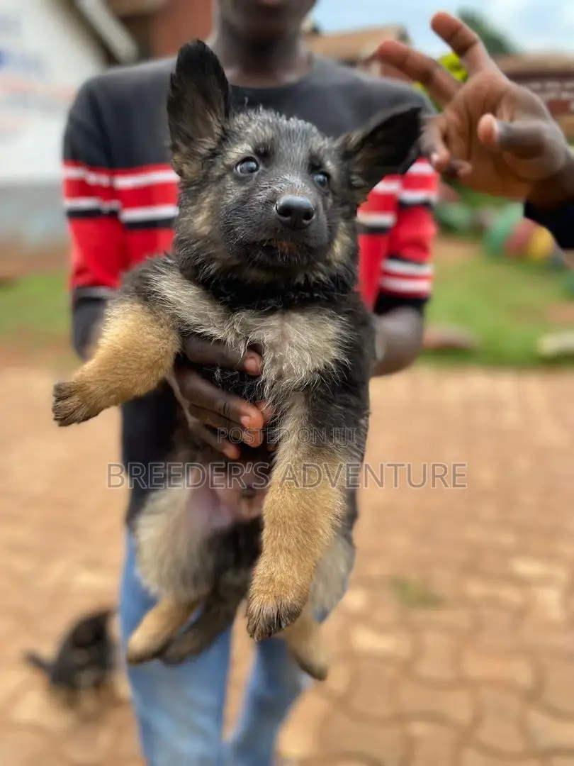 1-3 months Male Purebred German Shepherd