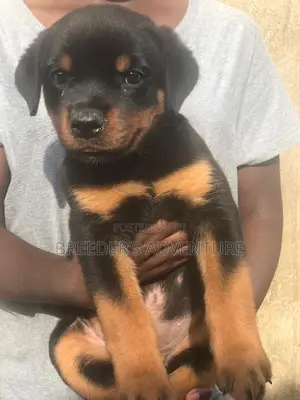 1-3 months Female Purebred Rottweiler