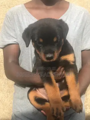 1-3 months Female Purebred Rottweiler