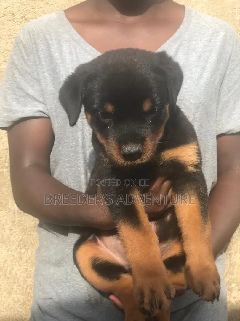 1-3 months Female Purebred Rottweiler