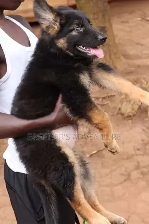 1-3 months Male Purebred German Shepherd