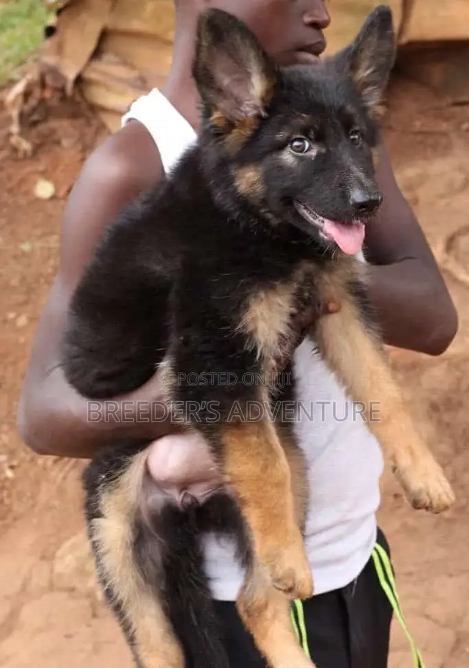 1-3 months Male Purebred German Shepherd