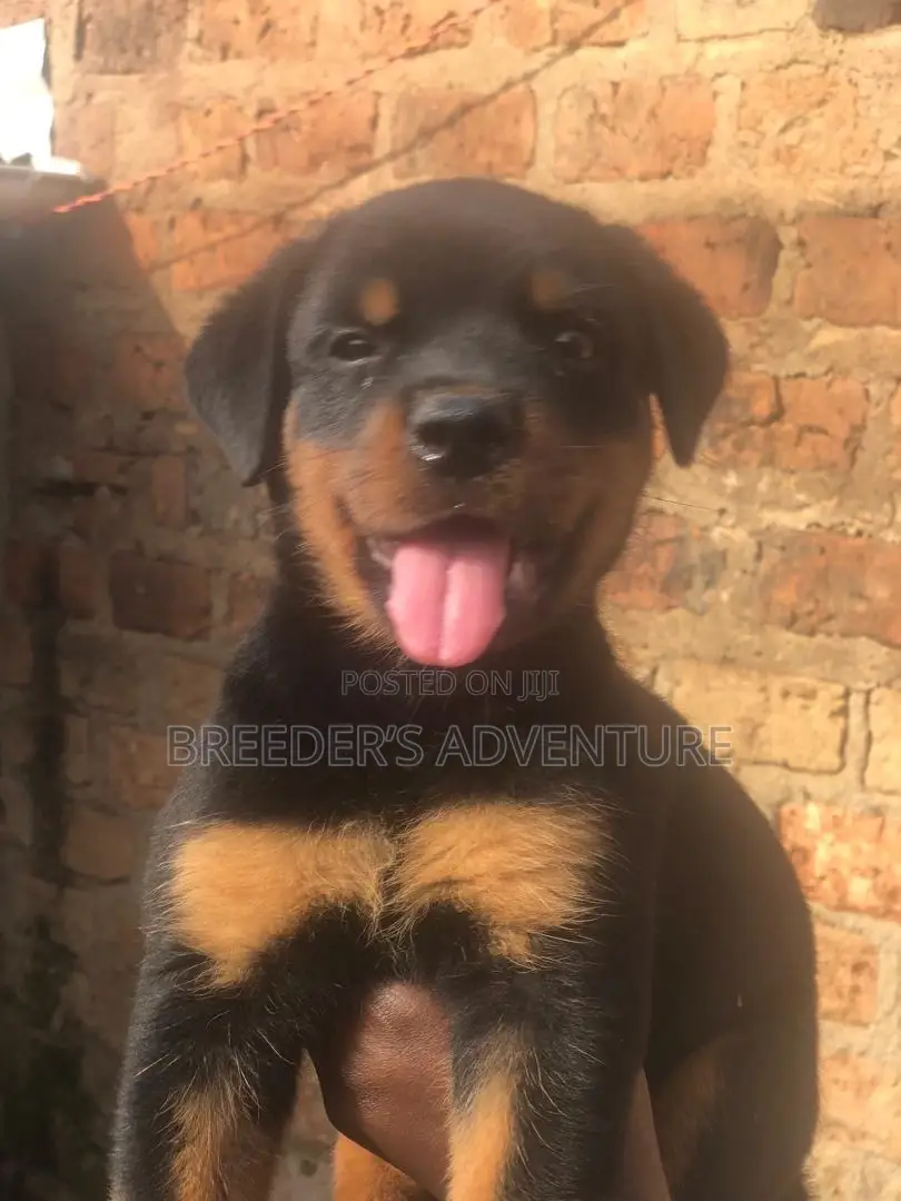 1-3 months Male Purebred Rottweiler