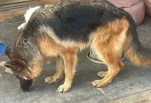 6-12 months Male Purebred German Shepherd