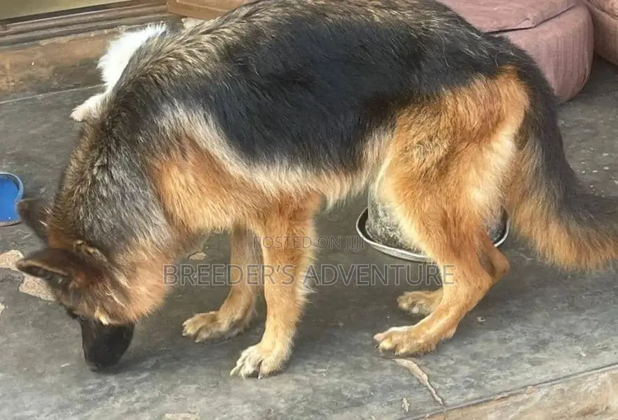 6-12 months Male Purebred German Shepherd