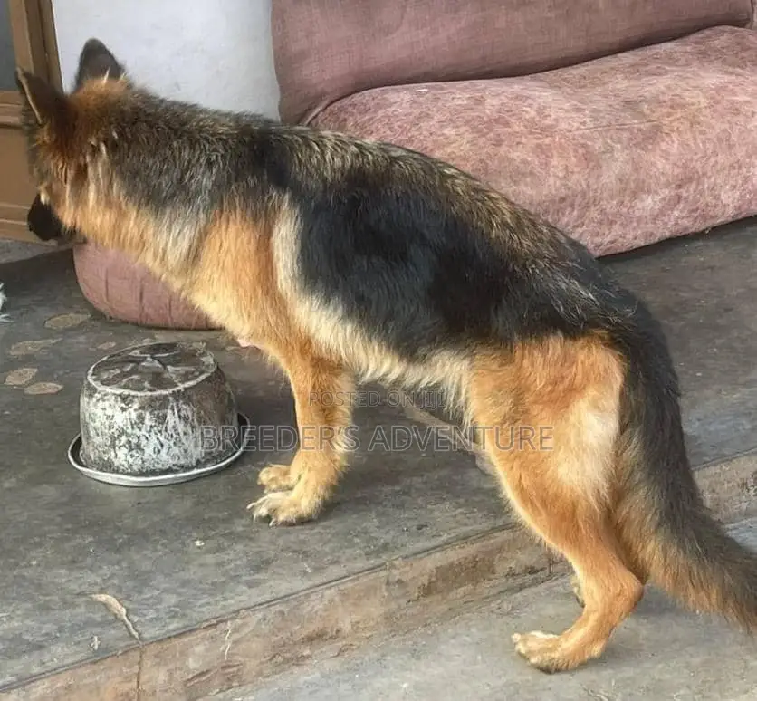 6-12 months Male Purebred German Shepherd