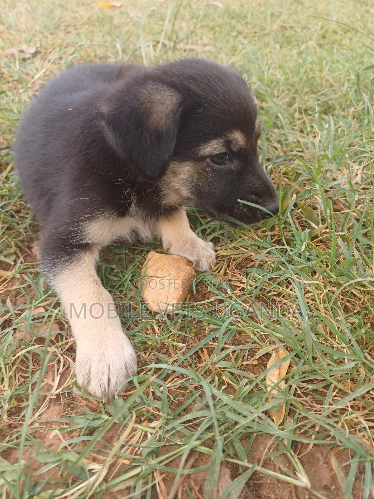 1-3 months Female Purebred German Shepherd