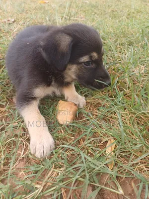 1-3 months Female Purebred German Shepherd