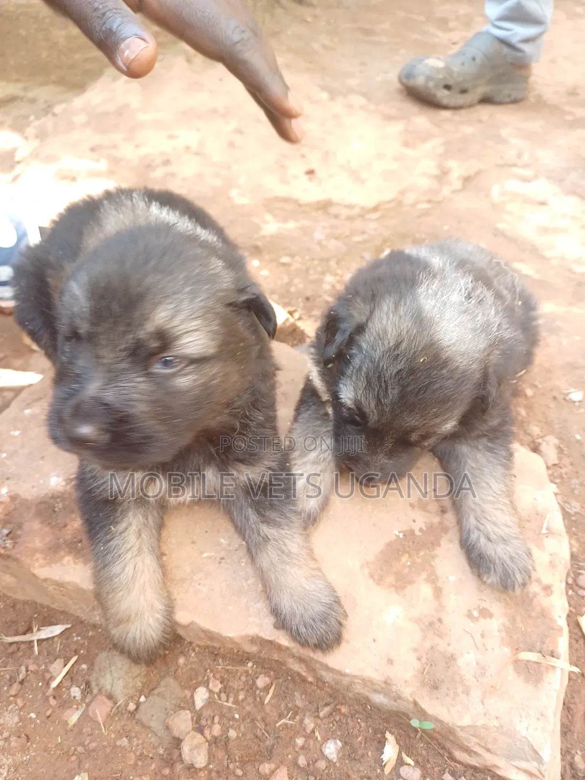 1-3 months Female Purebred German Shepherd