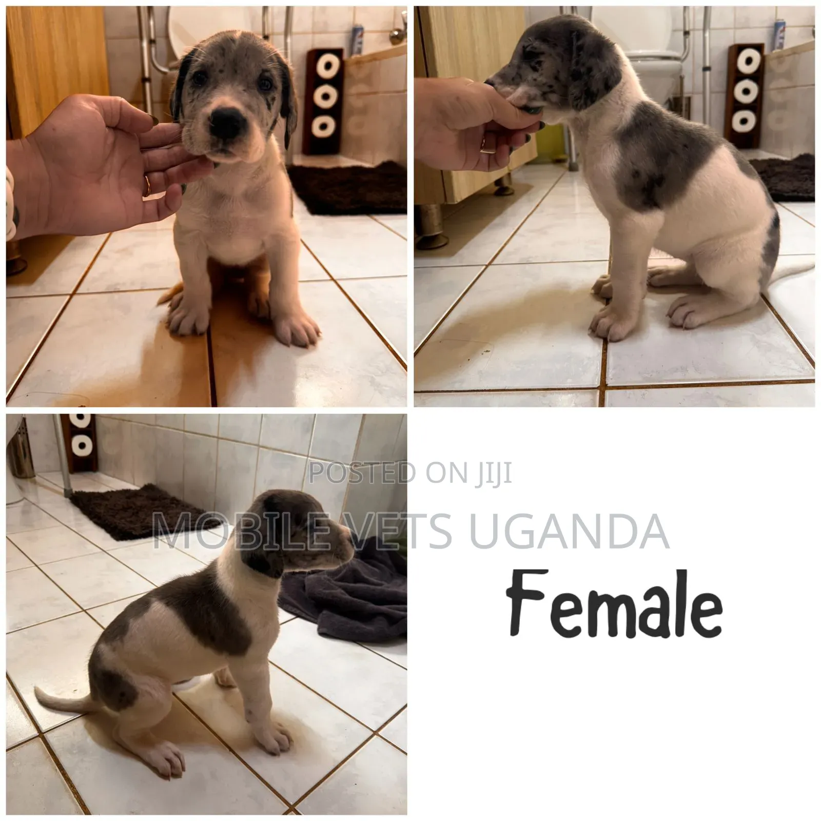 1-3 months Female Purebred German Shepherd