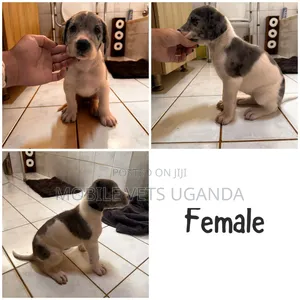 1-3 months Female Purebred German Shepherd