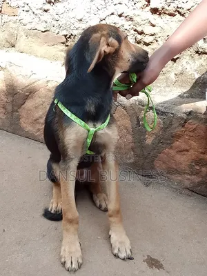 3-6 months Male Mixed Breed German Shepherd