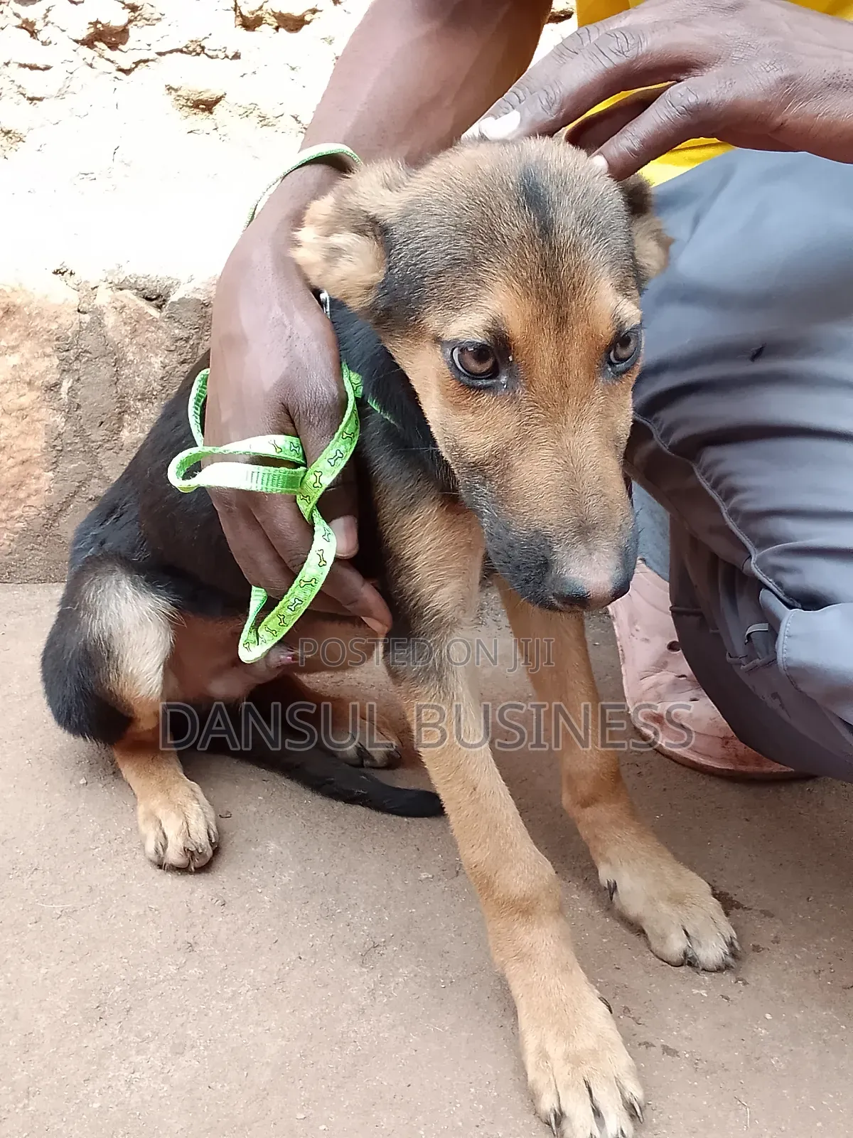 3-6 months Male Mixed Breed German Shepherd