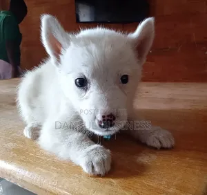 1-3 months Male Purebred White Shepherd