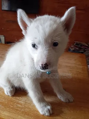 1-3 months Male Purebred White Shepherd