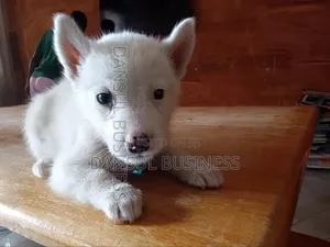 1-3 months Male Purebred White Shepherd
