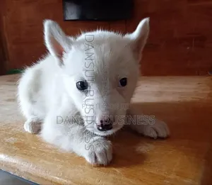 1-3 months Male Purebred White Shepherd
