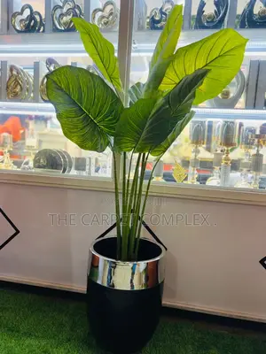 Home Plants Each