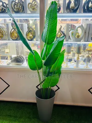 Home Plants Each