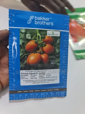 Creeping Hybrid Tomatoes Seeds 10g
