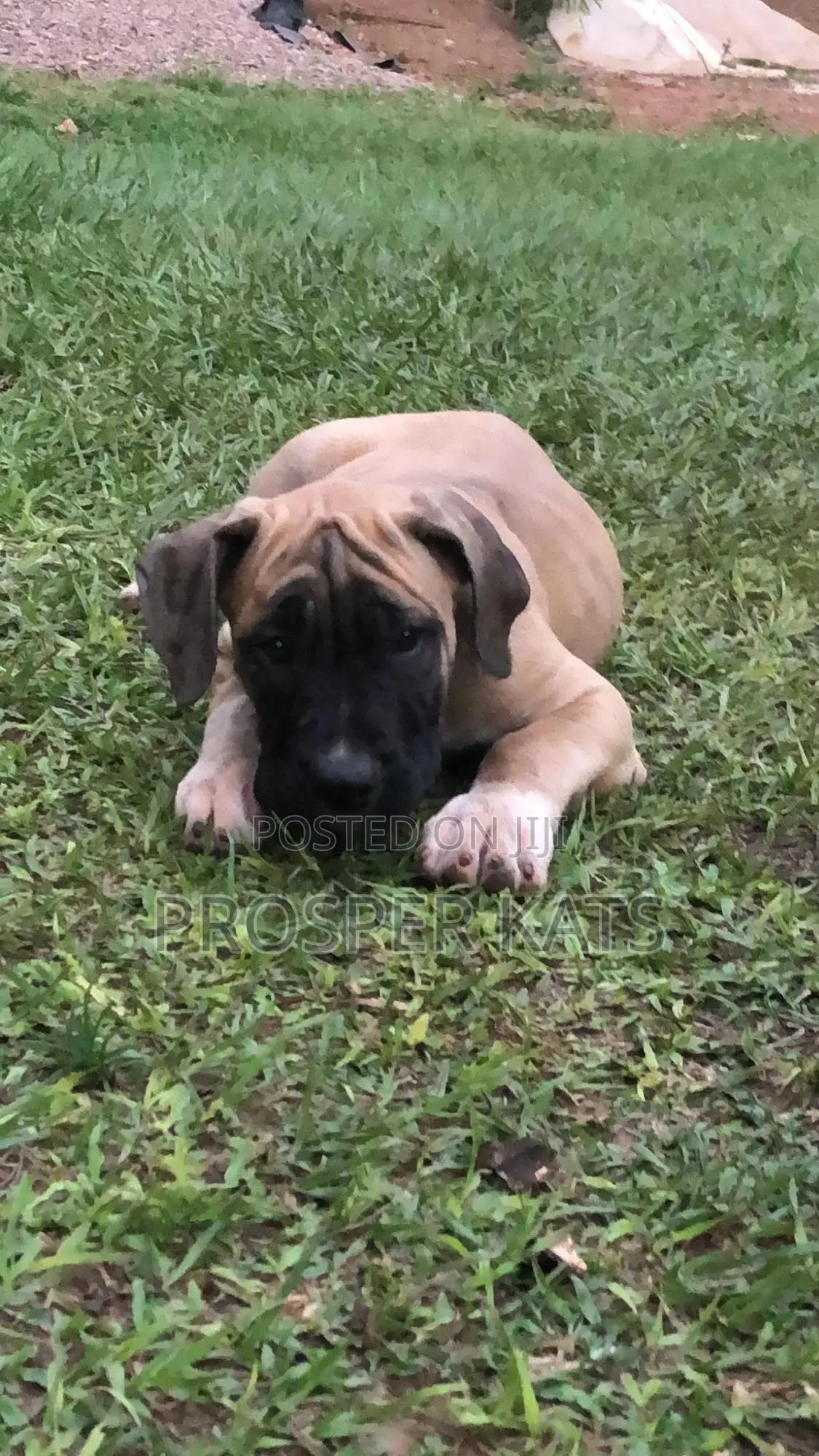 1-3 months Male Purebred Boerboel