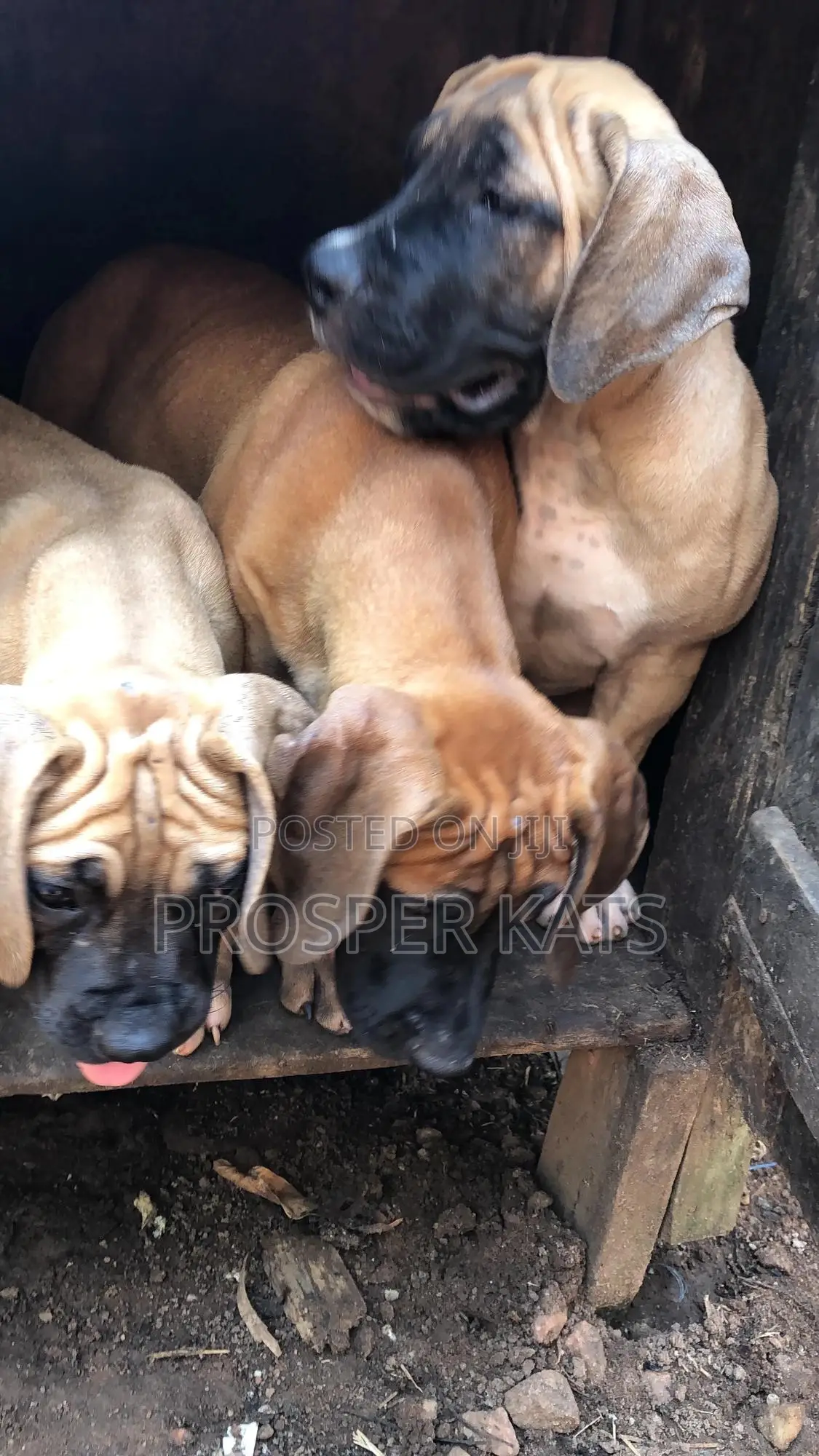 1-3 months Male Purebred Boerboel