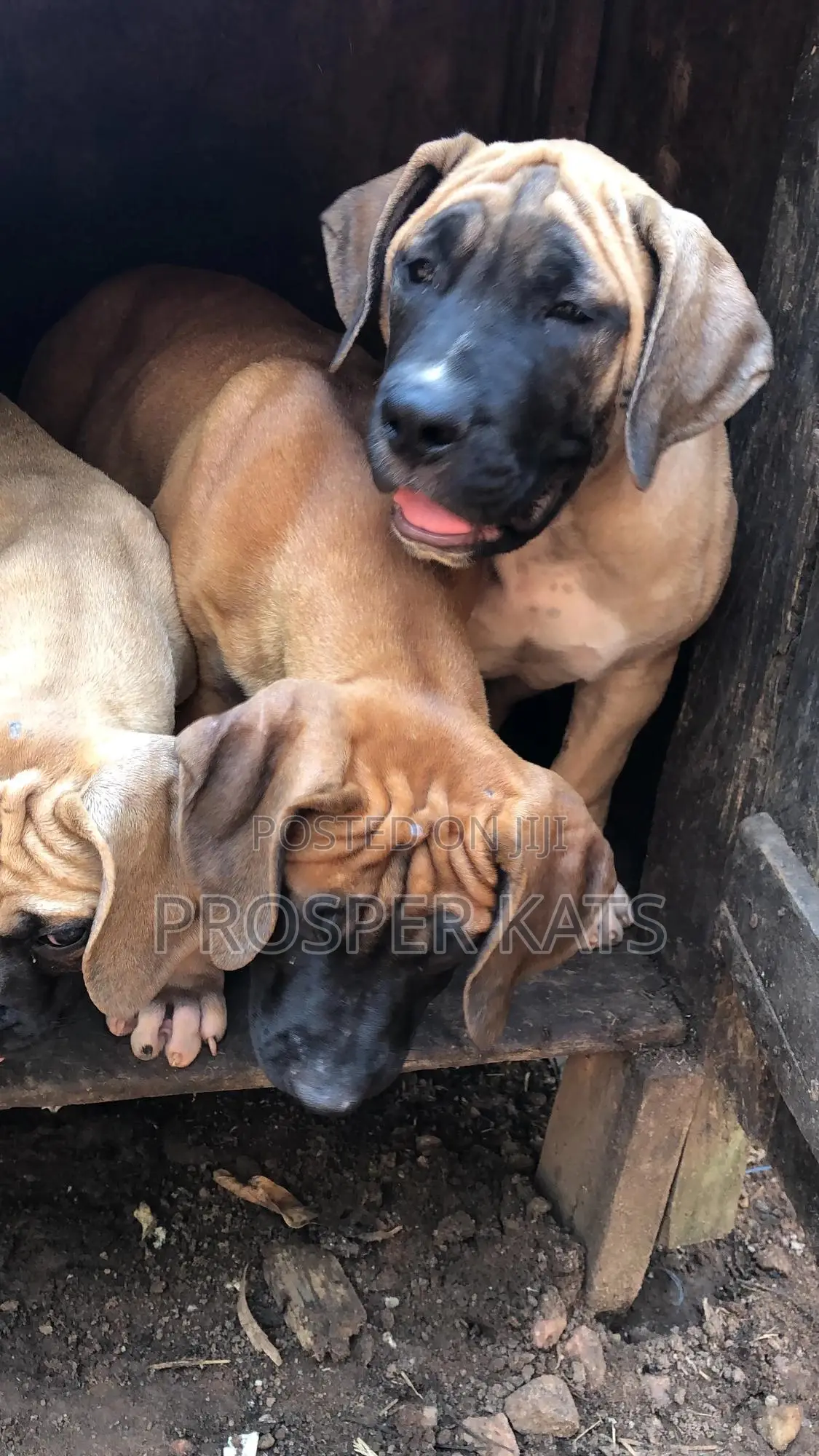 1-3 months Male Purebred Boerboel