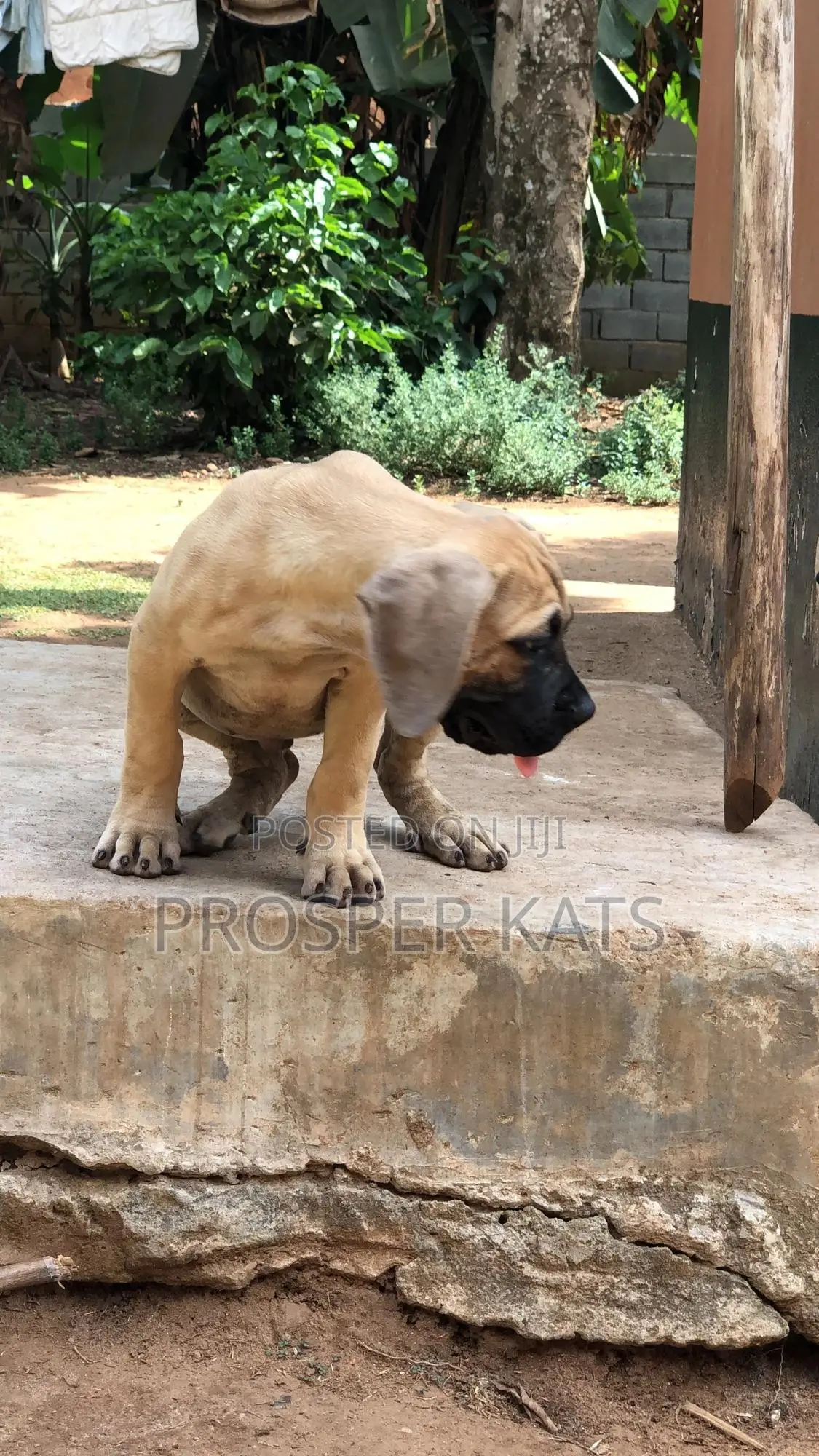 1-3 months Male Purebred Boerboel