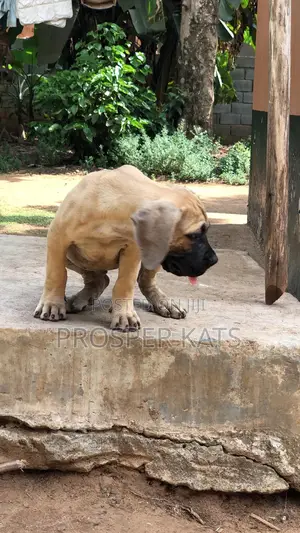 1-3 months Male Purebred Boerboel