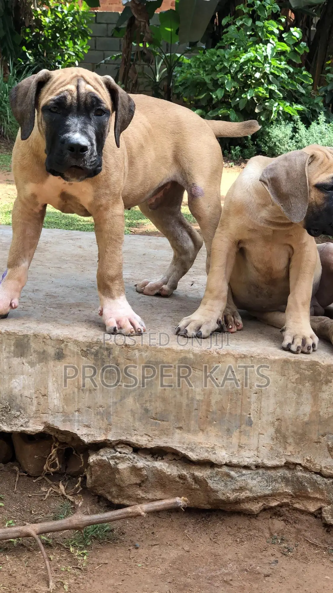 1-3 months Male Purebred Boerboel