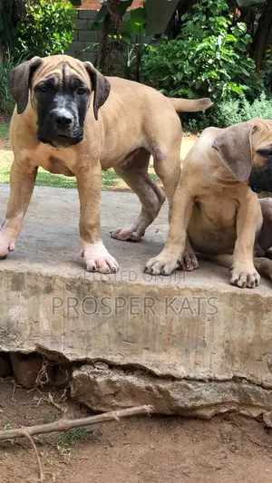 1-3 months Male Purebred Boerboel