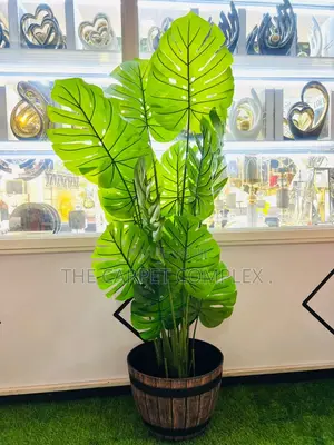 Home Plants Each