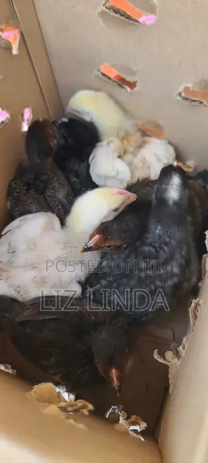 Kroilers or Birds of 1month 1.