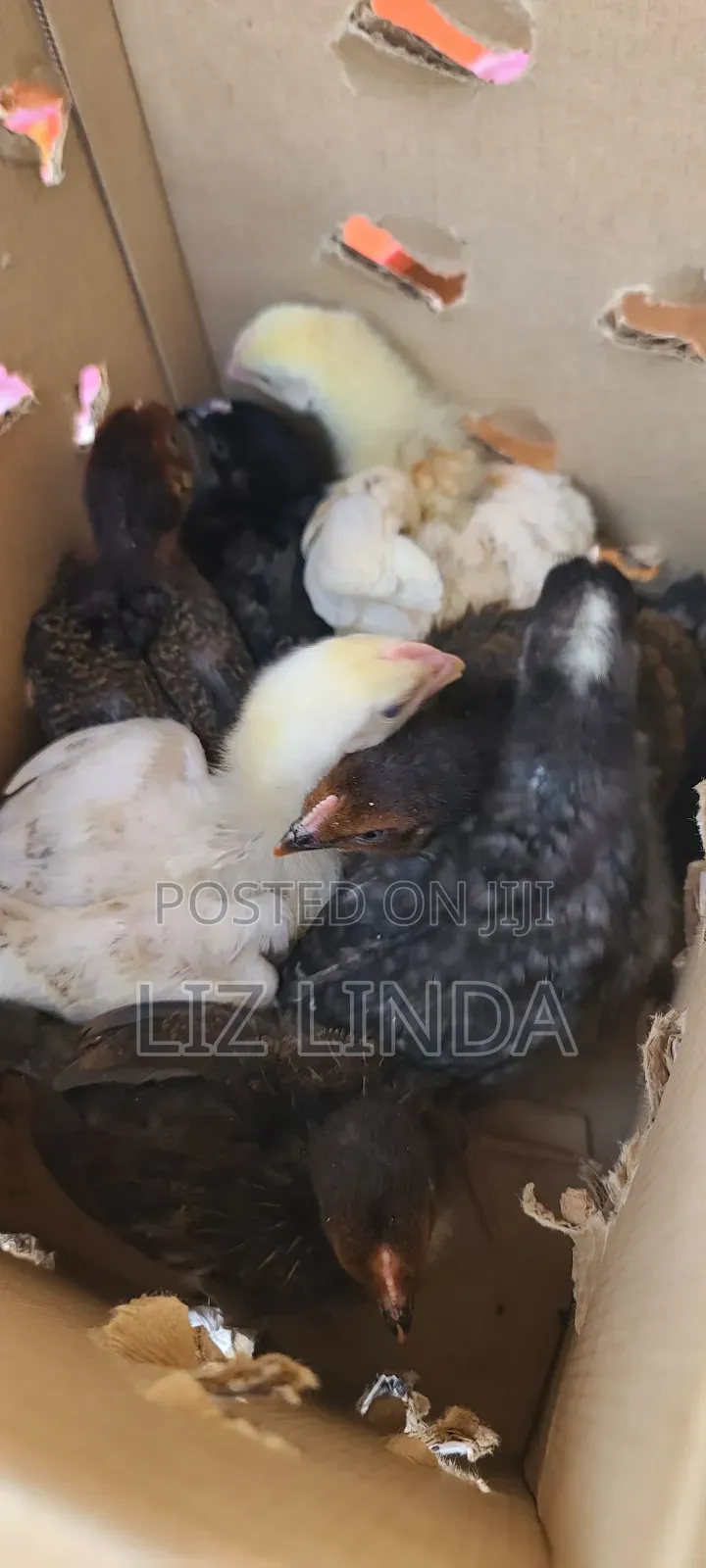 Kroilers or Birds of 1month 1.