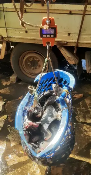 Gold Fish Farm