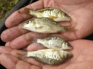Global Fish Farming