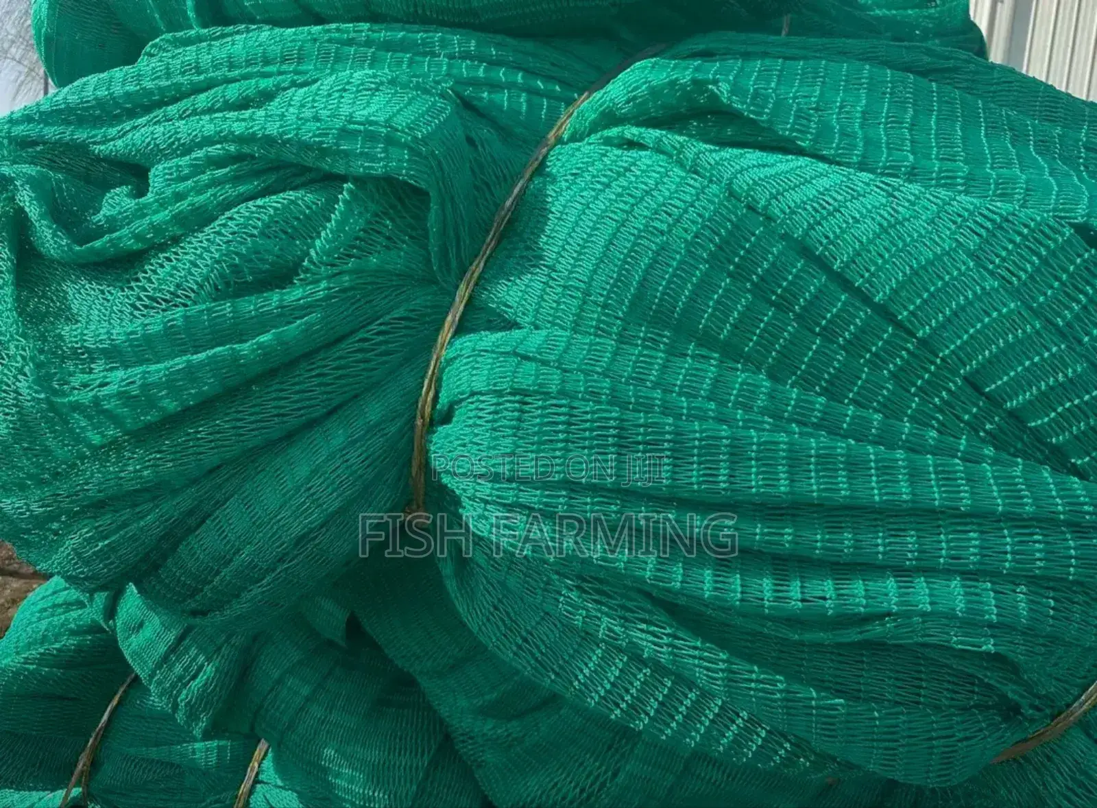 Ugandan Fish Farm