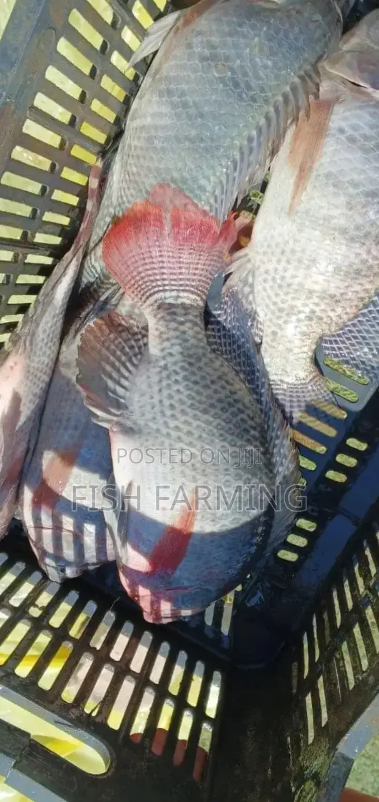 Mubende Fish Farming