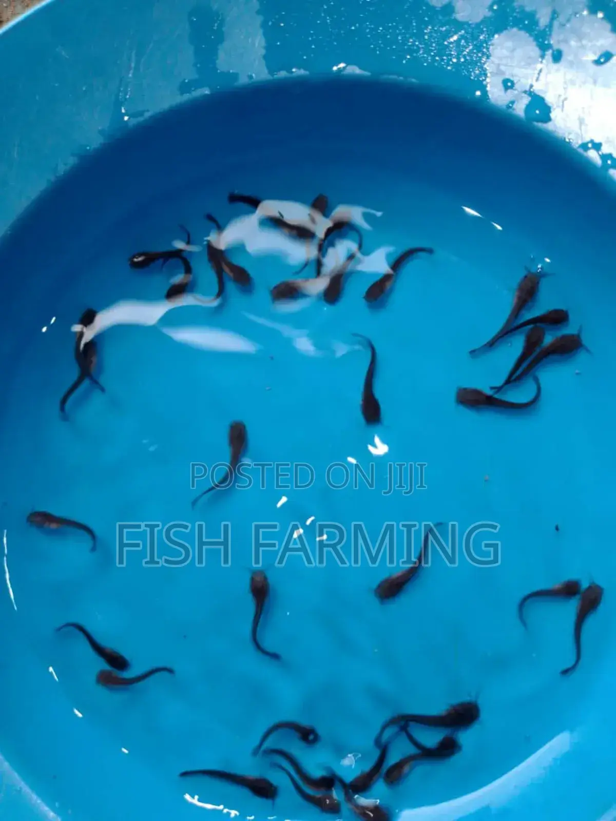 Kampala Fish Farming