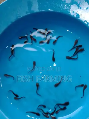 Kampala Fish Farming