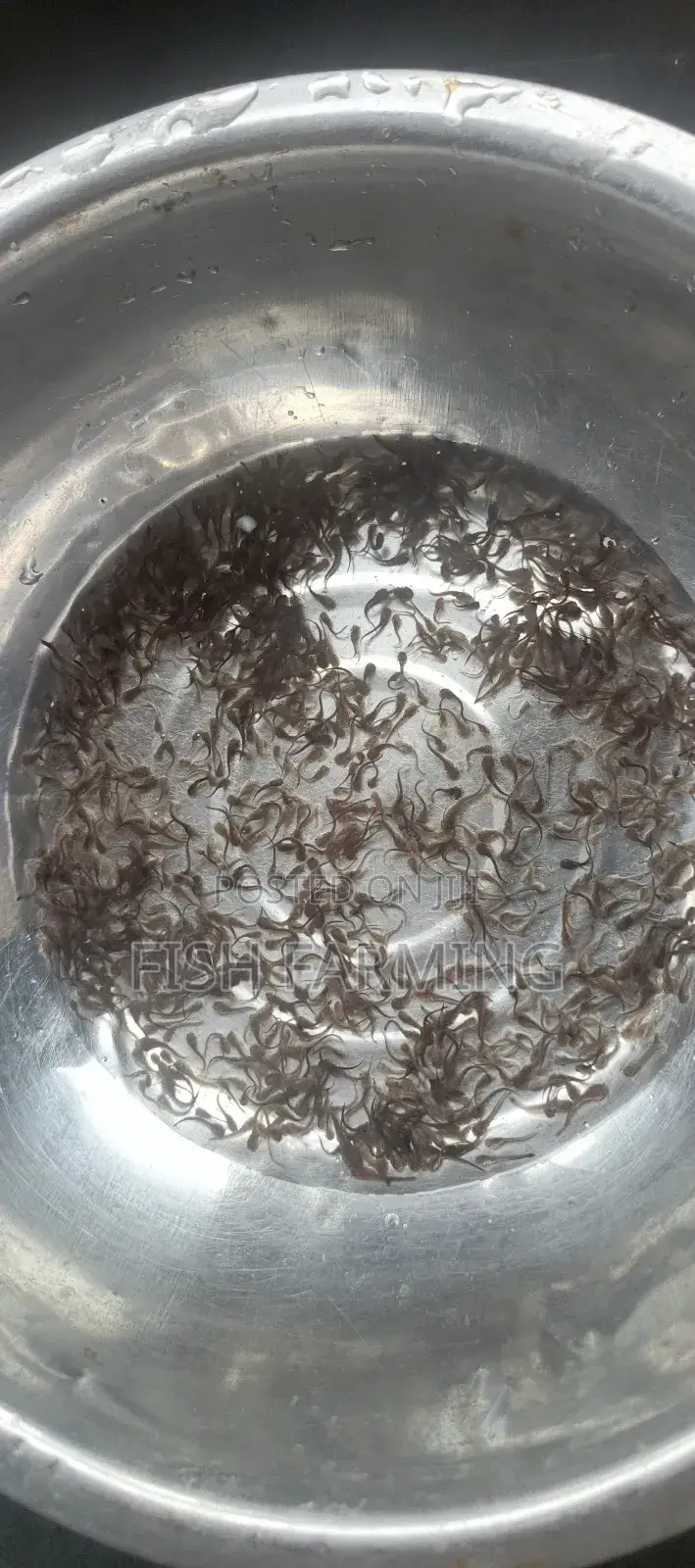 Women's Fish Farm Uganda